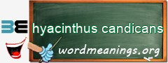 WordMeaning blackboard for hyacinthus candicans